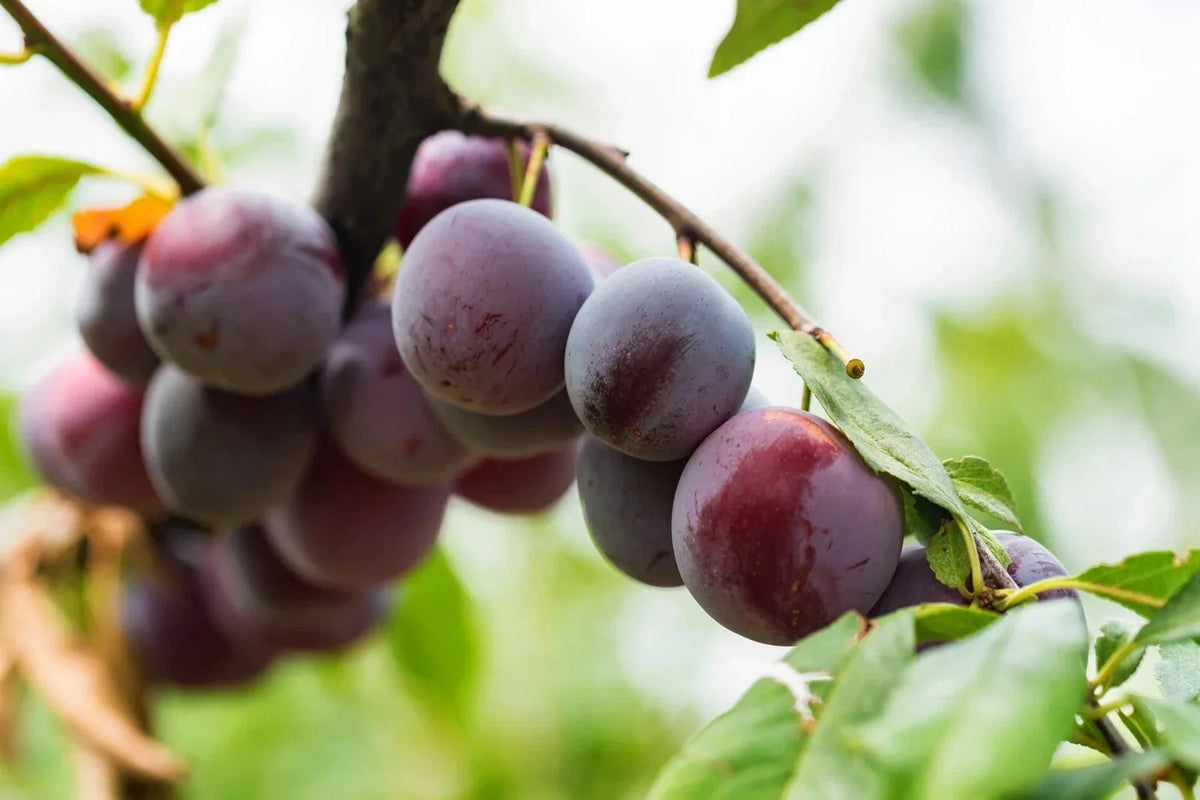 Beach Plum Seeds - 10 Pre-Stratified Seeds - Prunus Maritima - Coastal Fruit Plant for Gardens - Free Shipping
