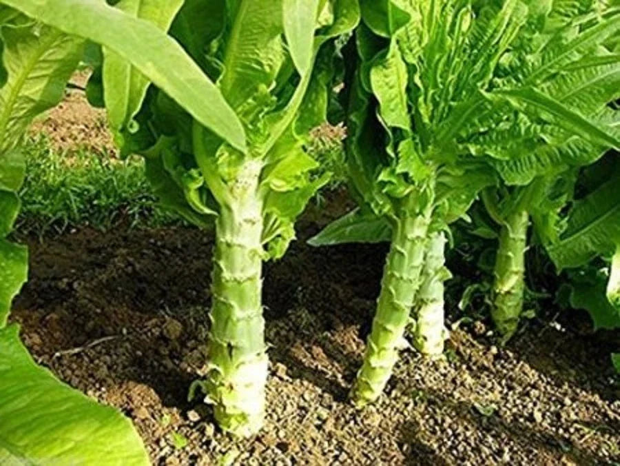 Chinese Lettuce Seeds - Big Stem Apium graveolens var. dulce - High Germination Rate, Non-GMO, for Salads & Cooking