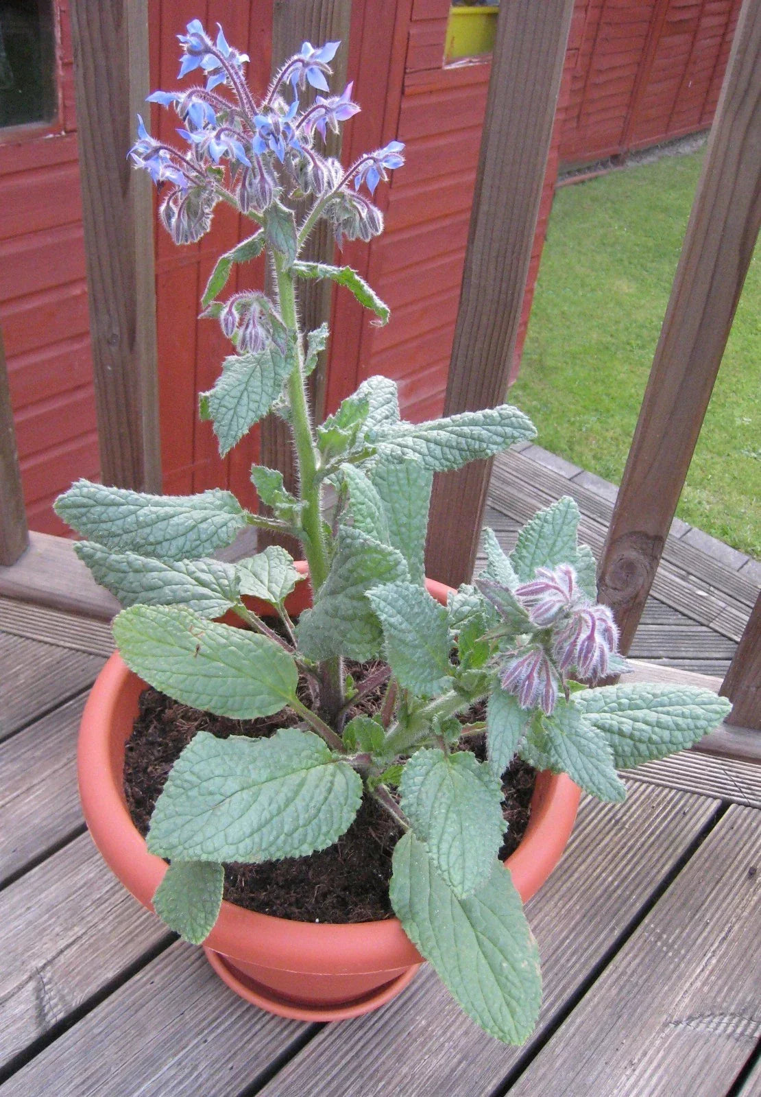 Borage Herb Seeds - 100 Pack, Edible Blue Flowers & Leaves, Annual Culinary Herb Borago officinalis, Easy to Grow