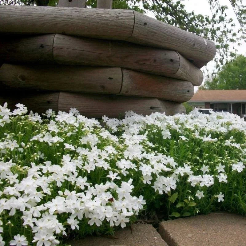 Snowflake Creeping Phlox Seeds - 100+ Pack, Ground Cover, White Flowers, Phlox subulata, Hardy, Easy to Grow, USA Grown
