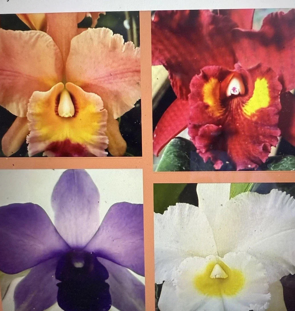 Cattleya Orchid Plant Set of 10 Bare Root 2-Stem Mix for Gardens & Indoor Decor | Latin: Cattleya spp.