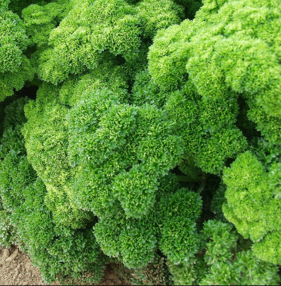 Curly Leaf Parsley Seeds - Non-GMO Petroselinum crispum - Herb Garden Seed for Culinary Use & Garnishing
