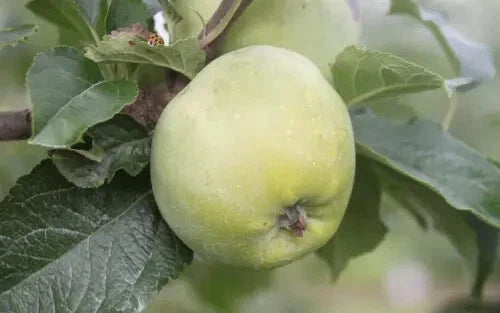 Organic Amere de Berthencourt Apple Seeds - Heirloom Malus domestica for Home Garden Planting, 25+ Seeds