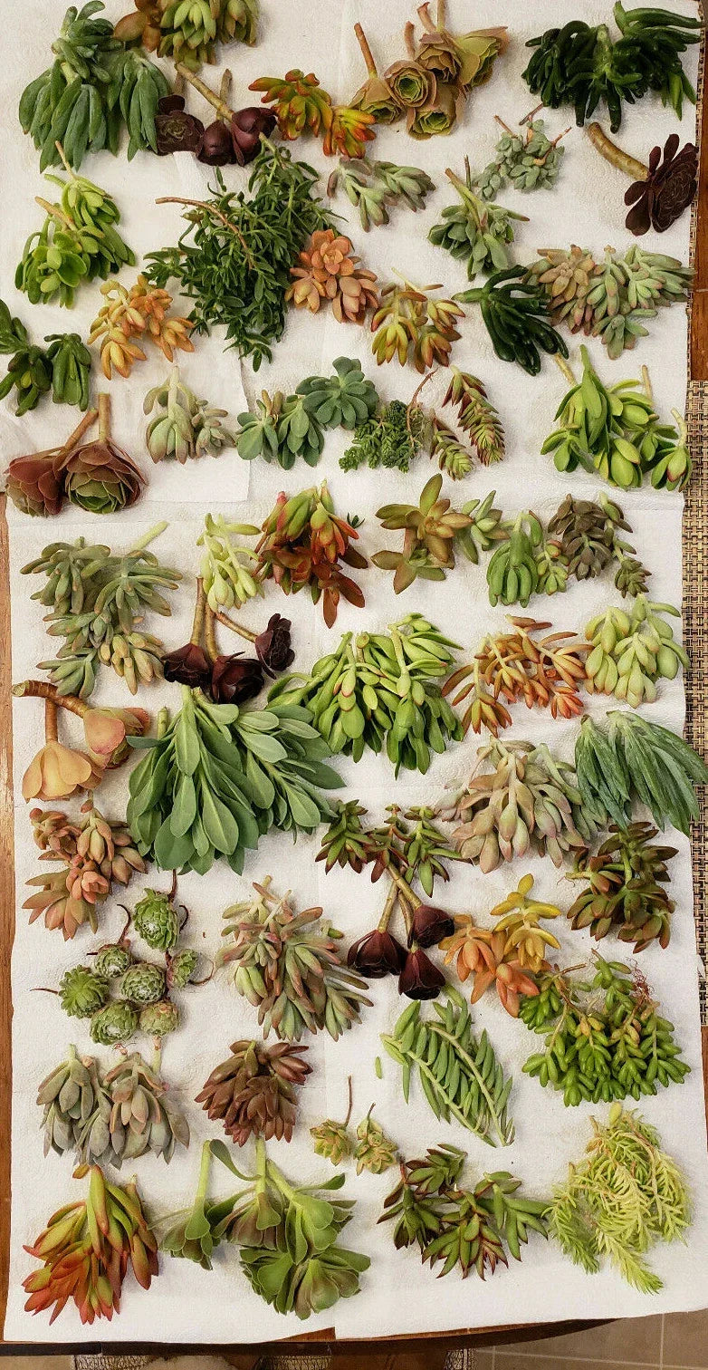 X-Large Succulent Cuttings Set - 50 Varieties with 5 Rare Types for Propagation and Collection
