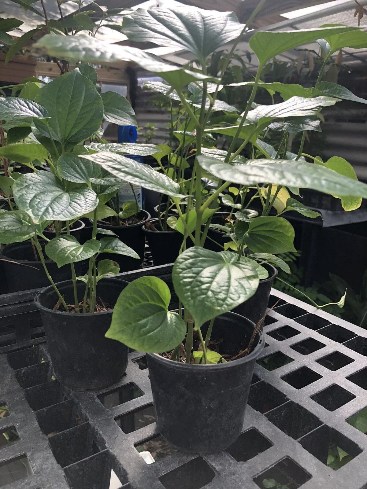 Well Rooted Betel Leaf Plant - PEPER Paan - Piper sarmentosum - Indoor/Outdoor Herb for Culinary & Medicinal Use