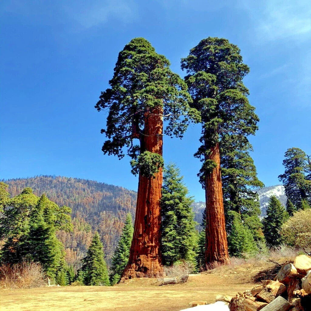 Giant Sequoia Seeds - Sierra Redwood - Sequoiadendron giganteum - Fast Growing, Hardy Tree for Landscaping and Gardens