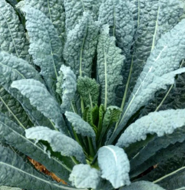 Lacinato Kale Seeds - Heirloom Non-GMO Dinosaur Kale for Salads & Greens - Brassica oleracea var. sabellica, 500 Seeds