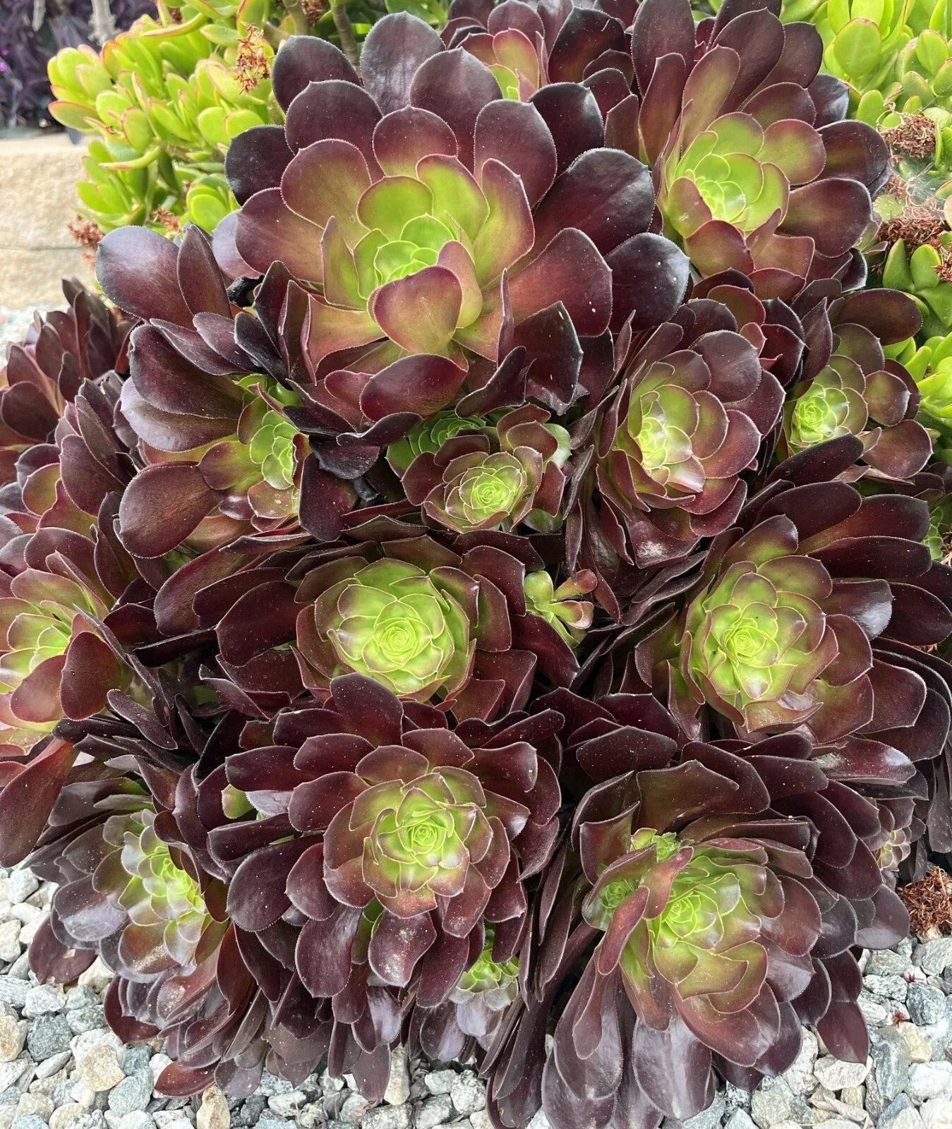 Black Rose Aeonium Cuttings 5 Pack Zwartkop Succulent Plants, Dark Rosette-Shaped Foliage, Easy to Grow Indoor or Garden
