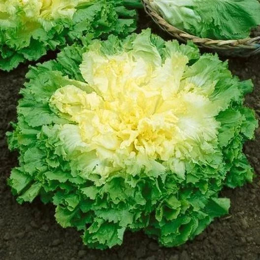 Broadleaf Batavian Endive Seeds - 2000 Non-GMO Heirloom Escarole Seeds for Organic Gardening