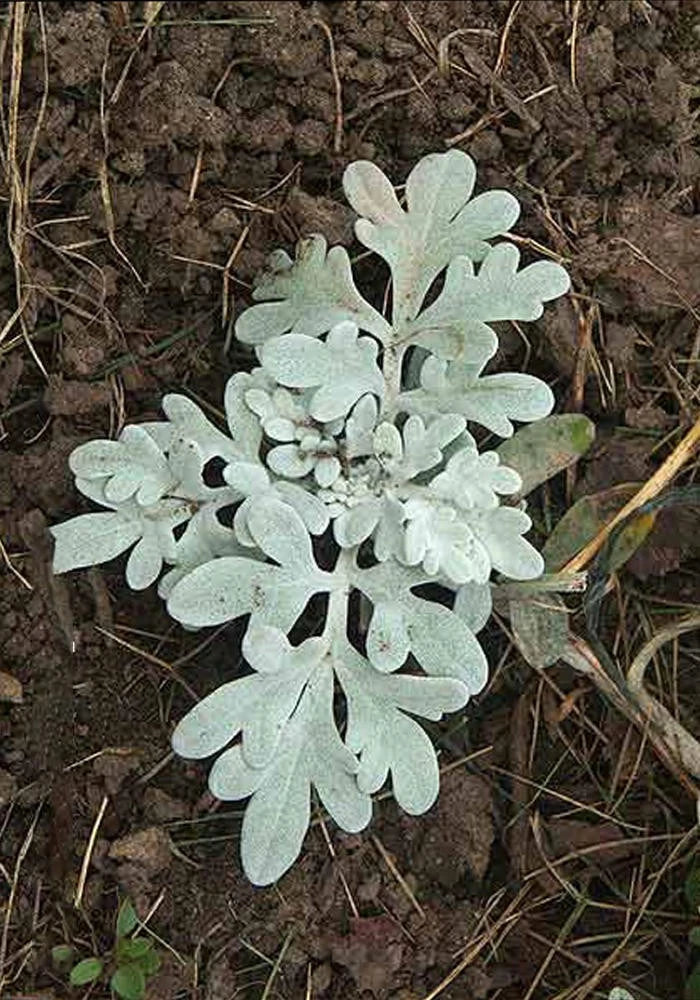 Artemisia Silver Brocade Rooted Starter Plant – Perennial Herb with Silvery Foliage for Garden, Borders, Containers
