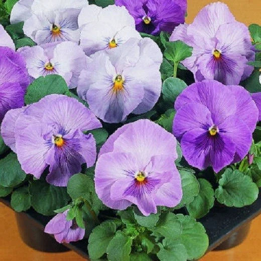 Pansy Seeds 50 Count - Viola tricolor var. hortensis - Character Clear Lavender Flower Seeds for Borders, Containers & Garden Beds