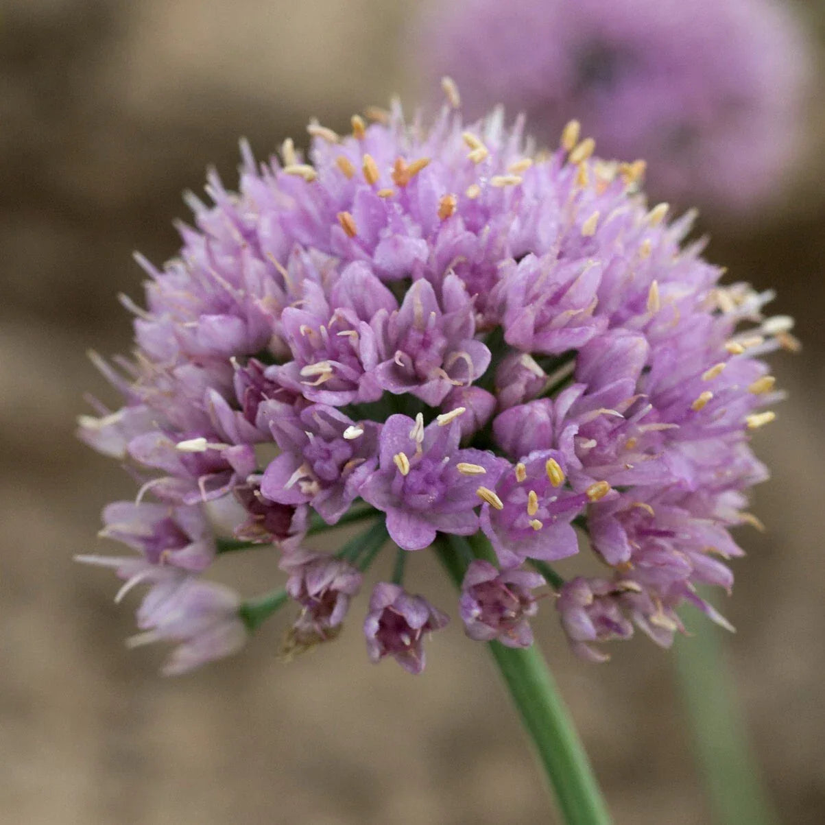 Allium Blue Eddy Ornamental Onion Plant 5.25 Inch Pot Perennial Sun-Loving Allium caeruleum