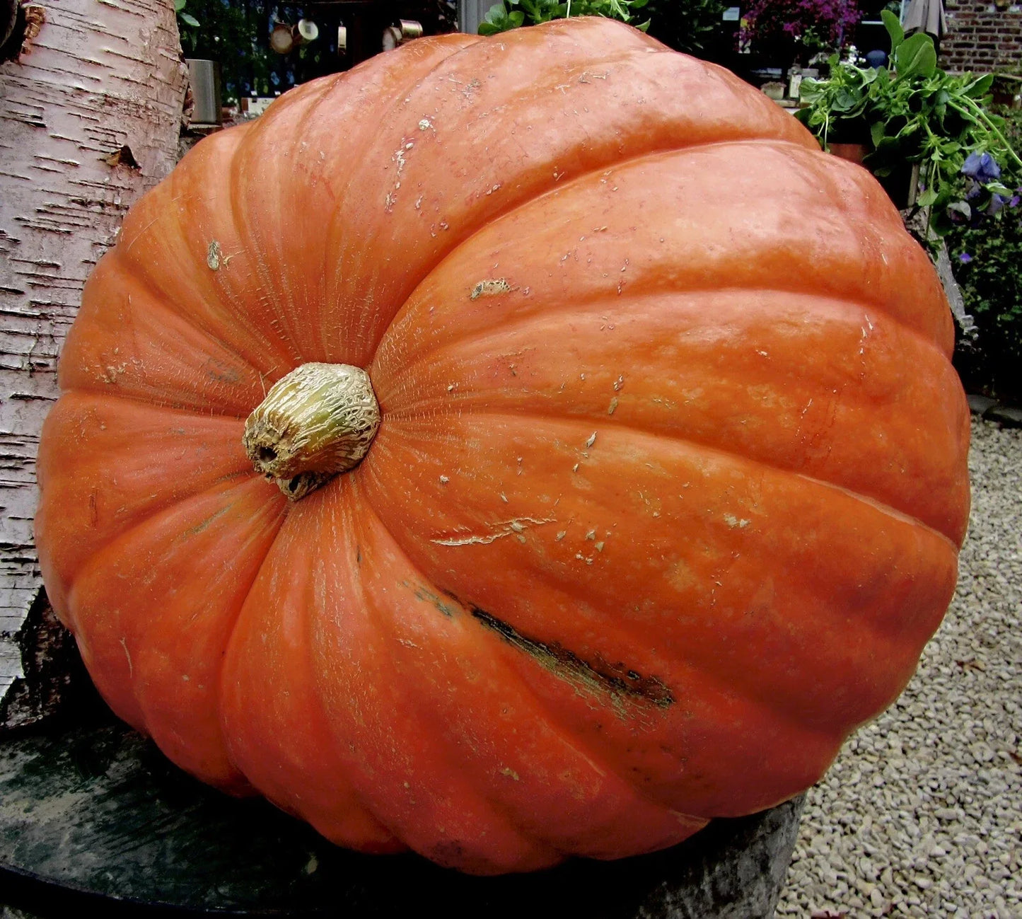 Big Max Pumpkin Seeds - 15 Non-GMO Heirloom Cucurbita maxima for Giant Vegetable Gardening