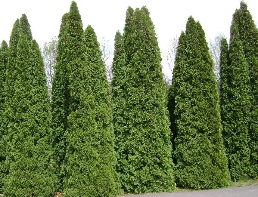 Thuja Tree Seeds - White Cedar Arborvitae (Thuja occidentalis) - Fast Growing Bulk Seeds for Privacy Hedges and Landscaping