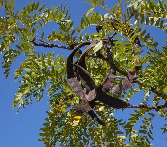 Honey Locust Seeds, Gleditsia triacanthos, Drought-Tolerant, Fast-Growing Tree Seeds for Landscaping, 15+ Seeds