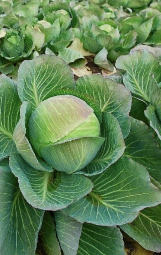 Brunswick Cabbage Seeds - 2,000 Count, Danish Ballhead, Non-GMO Vegetable Seeds for Organic Gardening, Brassica oleracea