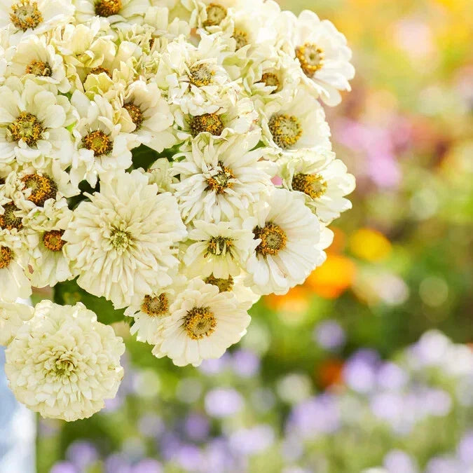 Cactus Snowman Zinnia Seeds - 100+ Seeds for Garden, Borders, Containers - Zinnia elegans, Vibrant, Easy to Grow