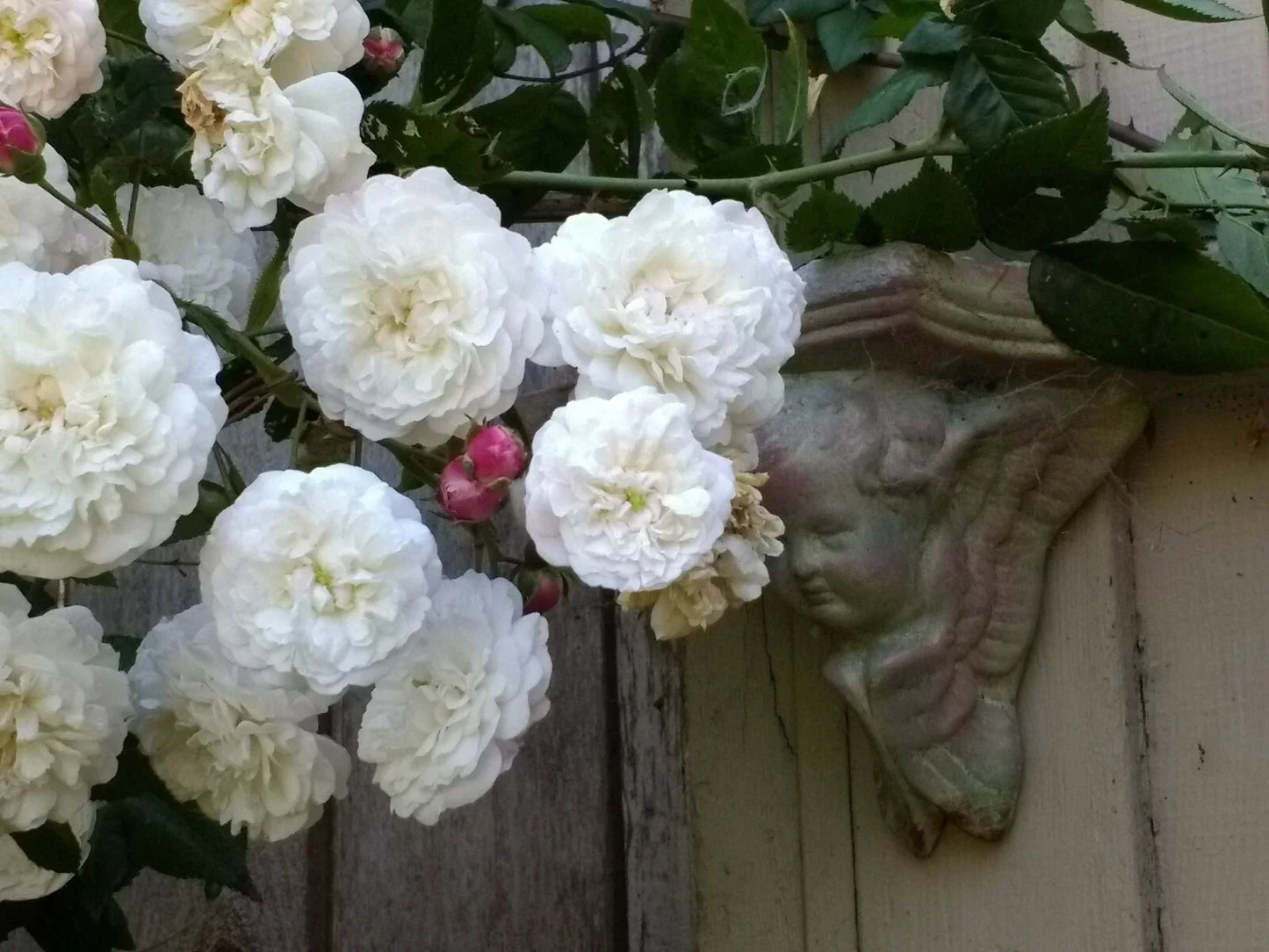 Rambler Rose Plant Bare Root Felicite et Perpetual Climbing Rose Pink Fragrant Garden Plant