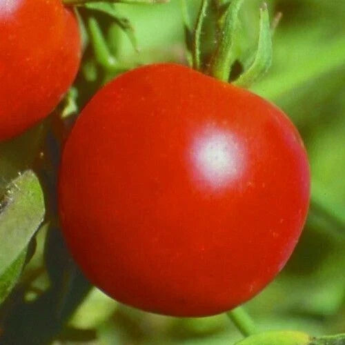 Glacier Tomato Seeds - 100+ Count, Determinate Variety for Sauces & Salads, Solanum lycopersicum, Compact, High-Yield