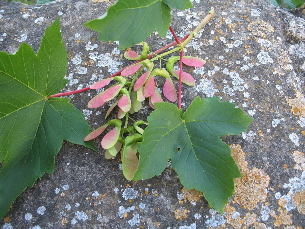 Sycamore Maple Seeds Pack - Acer pseudoplatanus - Premium Tree Seeds for Gardening and Landscaping