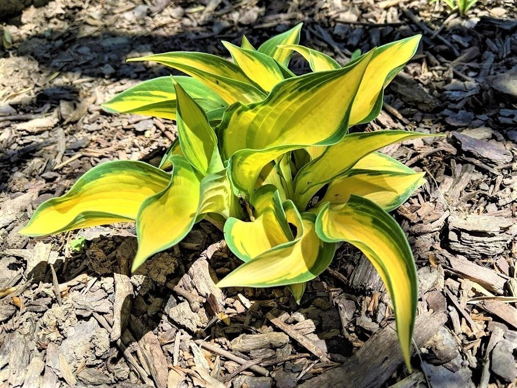 Hosta Plant - 1 Well-Rooted Perennial with Orange Marmalade Foliage - Hosta hybrida