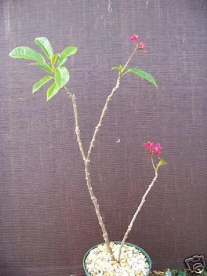 Jatropha Plant Potted Succulent - Drought Tolerant Ornamental Cactus Jatropha integerrima for Gardens & Indoor