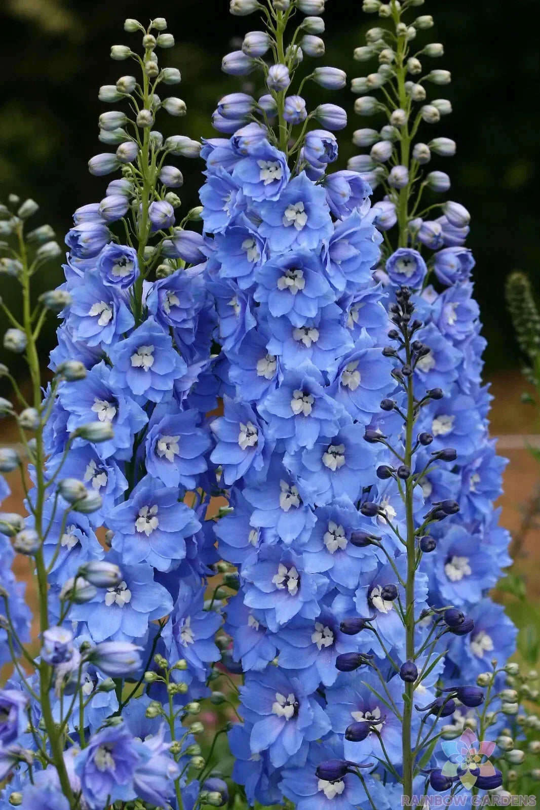 Delphinium Seeds - 200+ Sunny Skies Variety - Flowering Garden Plant - Delphinium elatum - Full Sun, Pollinator Attracting, Easy to Grow