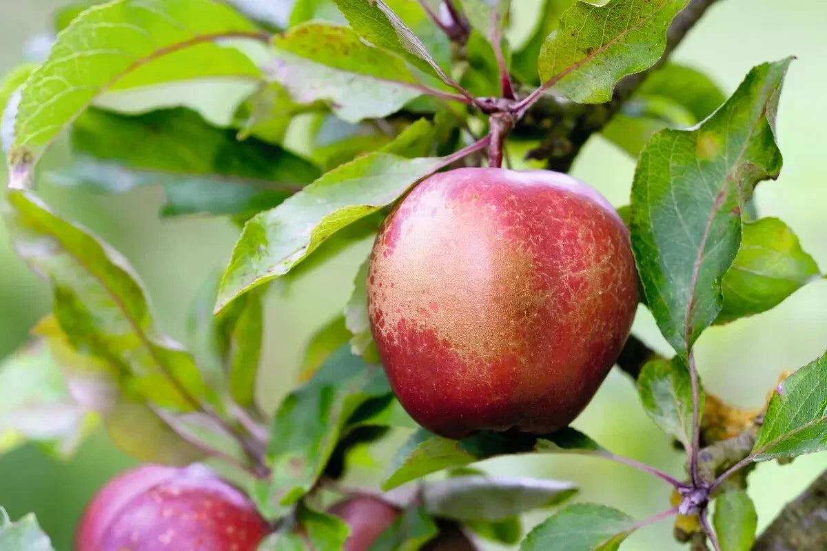 Wisley Crabapple Seeds - 25+ Malus x zumi 'Wisley' for Garden Planting, Flowering, Pollinator Attracting, Hardy, Easy to Grow