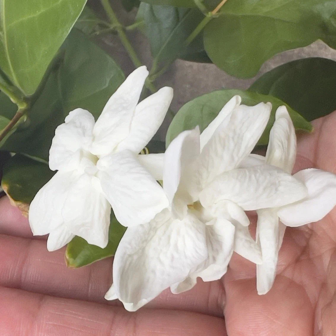 Arabian Sambac Jasmine Plant in 4" Pot | Fragrant White Flowers | Jasminum sambac | Indoor & Outdoor Garden