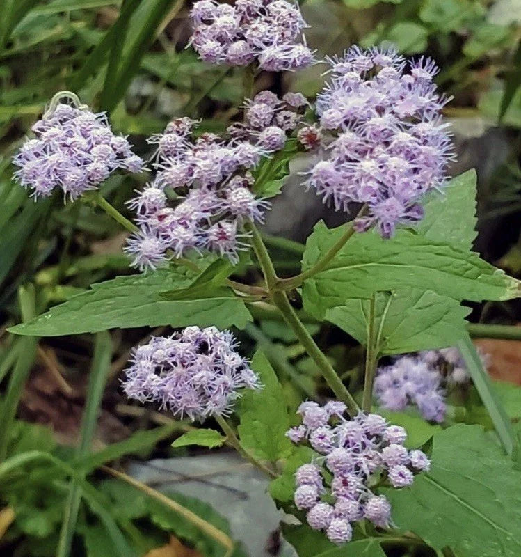 Blue Mistflower Bare Root Plants 6 Pack, Conoclinium coelestinum, Native Perennial for Pollinator Gardens