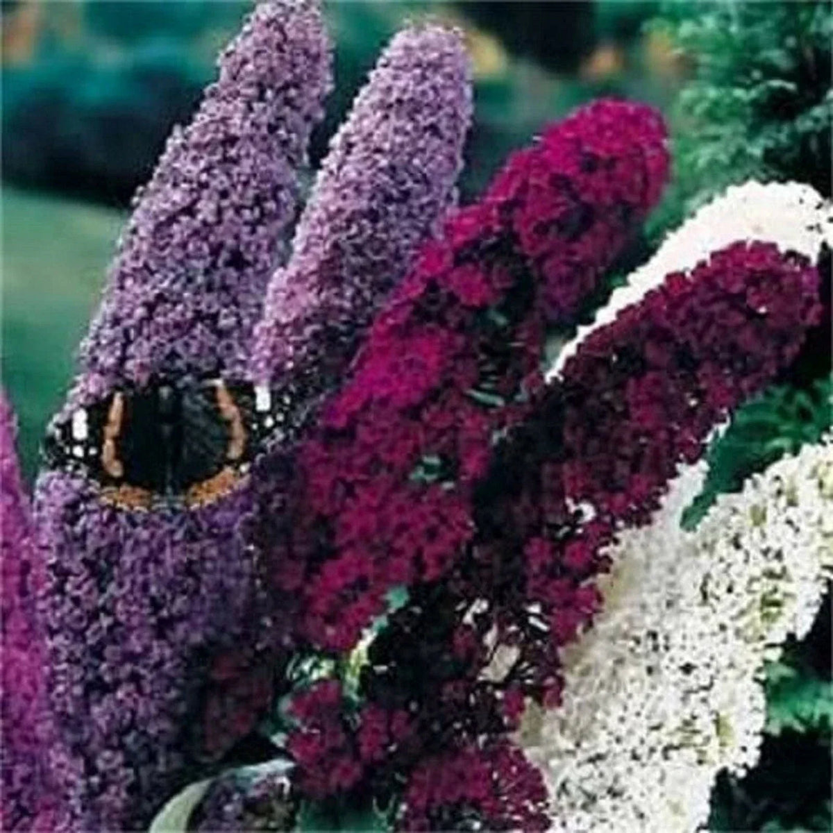 Butterfly Bush Seeds - 100 Mixed Colors - Buddleia Davidii - Perennial Flower Shrub for Garden Attracting Pollinators