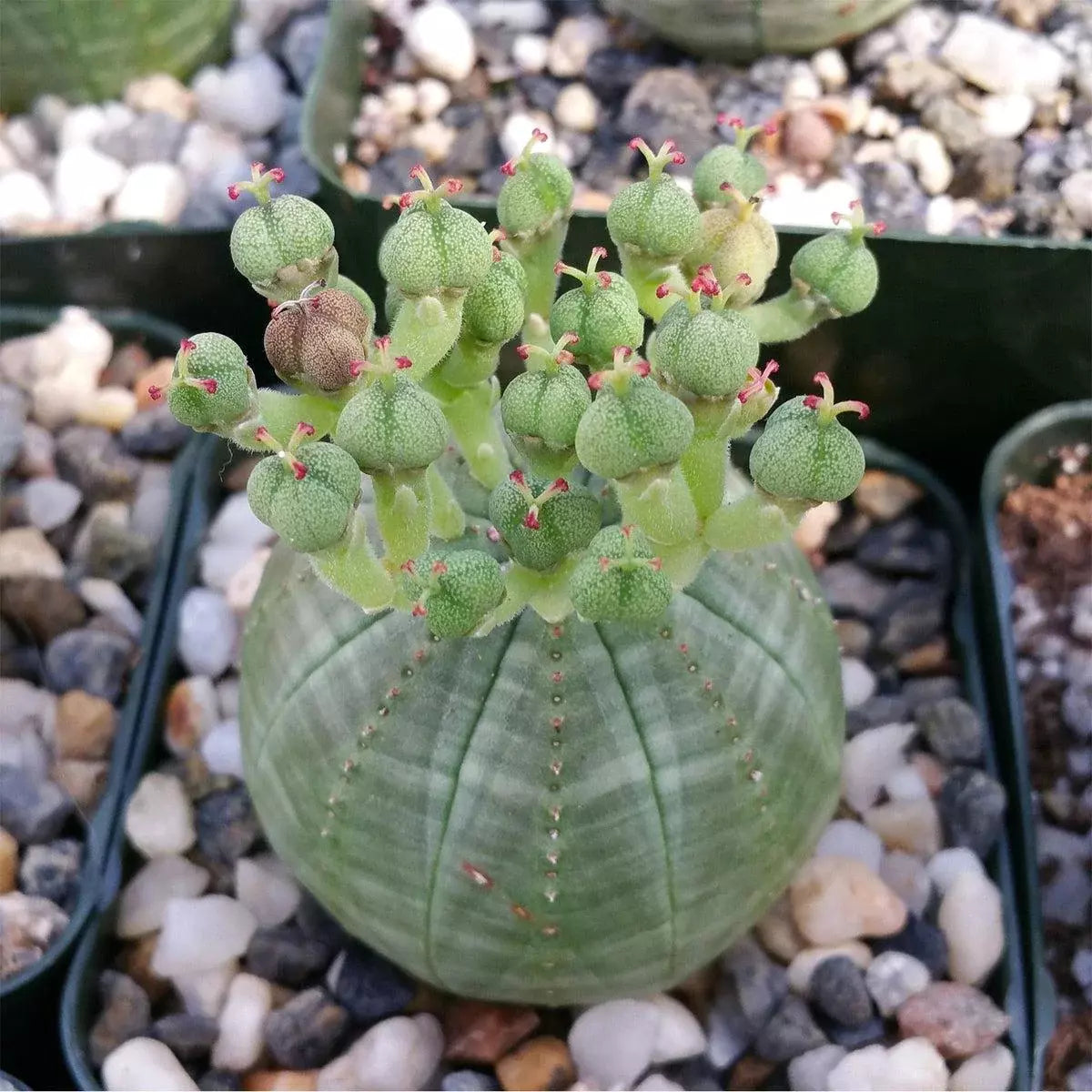 Baseball Plant Cactus Succulent – Live Indoor Euphorbia obesa – Unique Round Shape – Easy Care Succulent Plant