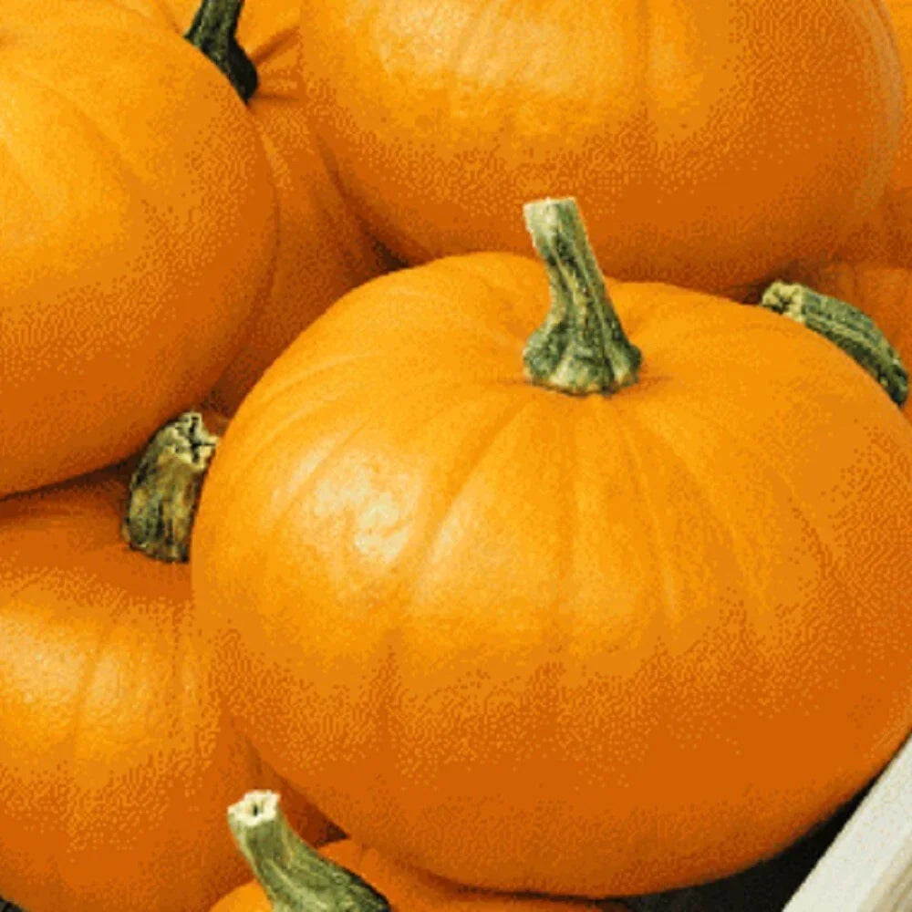 Spookie Pumpkin Seeds, Heirloom, Non-GMO, Cucurbita pepo, Garden Seeds for Fall Harvest & Decorating