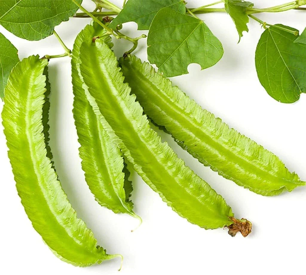 Winged Bean Seeds - 10 Count - Psophocarpus tetragonolobus - Easy to Grow Exotic Asian Bean for Garden or Home Use