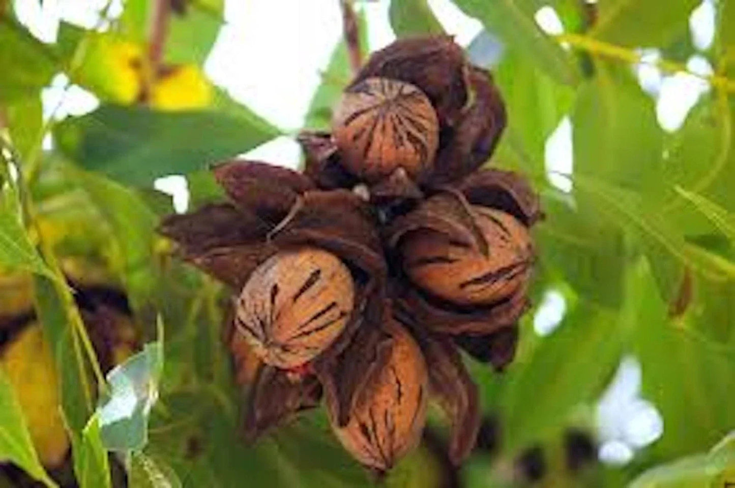 Pecan Tree Bare Root 12-24 Inches Carya illinoinensis Nut Tree for Garden, Edible Fruit Tree, Home Landscaping
