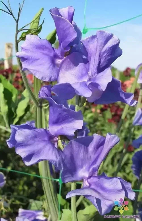 Blue Danube Sweet Pea Seeds - 50+ Pack, Fragrant Climbing Vine, Lathyrus odoratus, Garden Planting, Organic, Pollinator Attracting