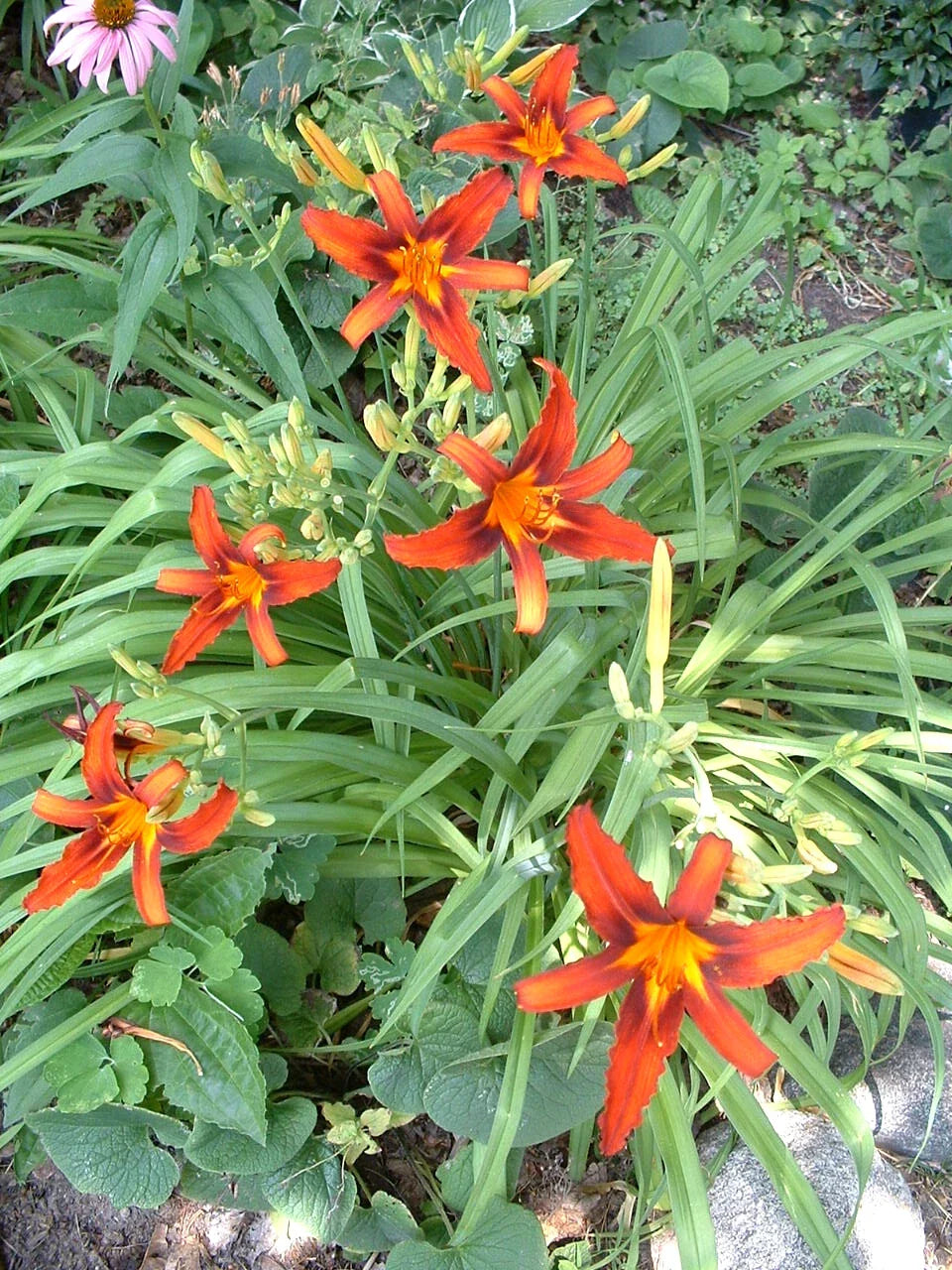 25 Organic Red Daylily Root Fans - Hemerocallis 'Sammy Russell' Late Bloomer Perennial for Garden Borders & Containers