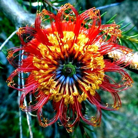 Rare Banksia ericifolia 'Little Eric' Tree Seeds – 10 Fireworks Flowering Seeds for Garden, Coastal, Drought Tolerant, Australian Native