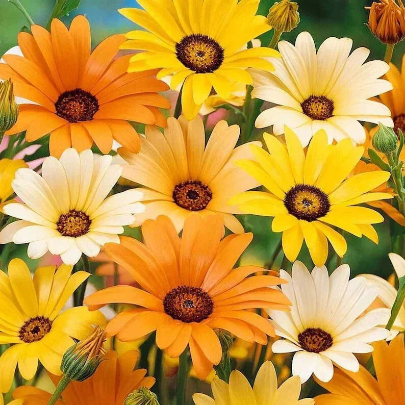 African Daisy Seeds - Organic Mix, Vibrant Colors, Arctotis spp., 200 Seeds for Garden Beds & Containers