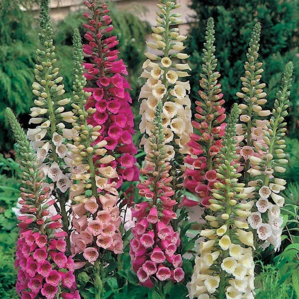 Foxy Mix Foxglove Seeds | Non-GMO Digitalis purpurea Flower Seeds for Garden Planting | Vibrant Blooming Perennial