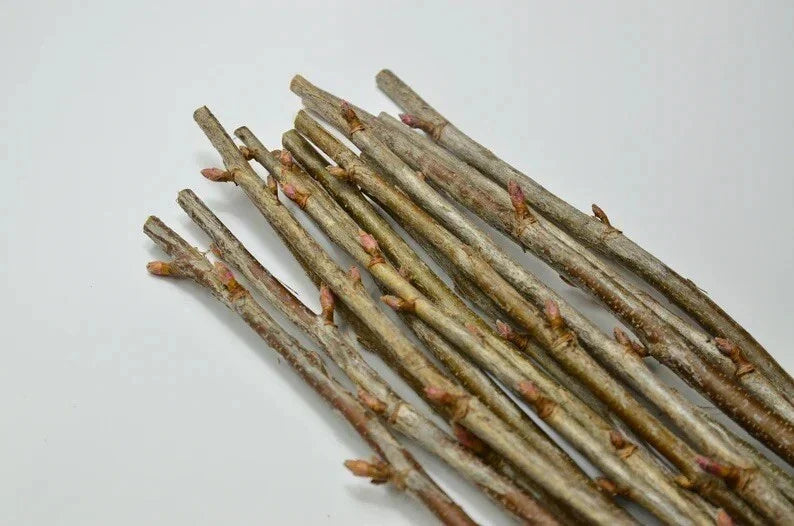 Black Currant Cuttings 10 Inches - 12 Pcs for Propagation Ribes nigrum Deciduous Shrub
