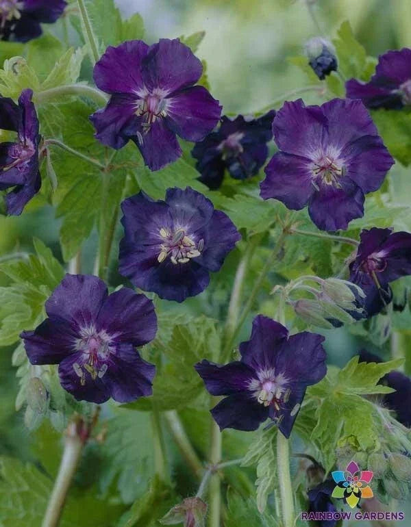 25+ Dark Form Geranium Seeds for Garden Planting - Pelargonium spp. - Vibrant Blooms for Containers & Borders