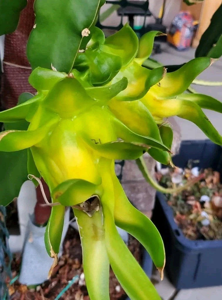 Rooted Yellow Dragon Fruit Cutting - 8-10 Inch Israeli Pitaya - Exotic Hylocereus undatus Fruit Plant for Home Garden