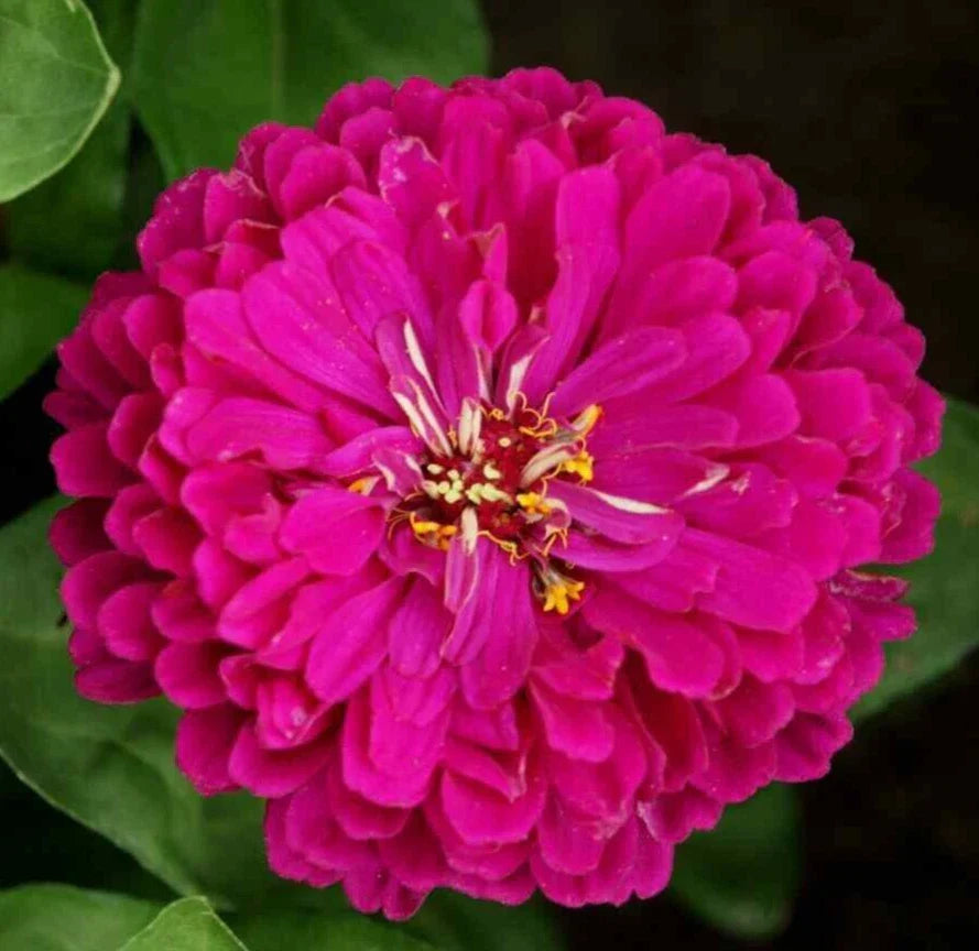 Purple Prince Zinnia Seeds - Annual Flower Seeds for Garden, Attracts Butterflies & Bees, Zinnia elegans, Vibrant Purple Blooms