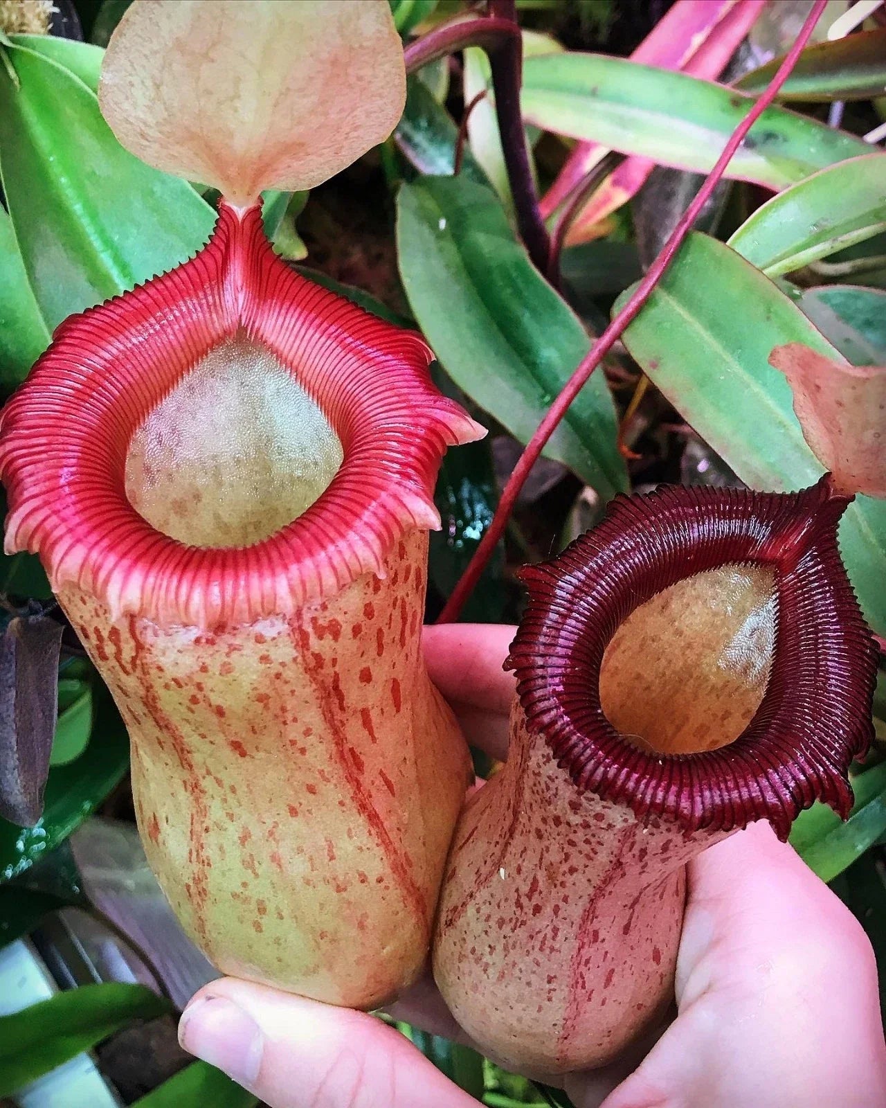 Rooted Cutting Nepenthes ventricosa x sibuyanensis HC Pitcher Plant - Hybrid Carnivorous Plant for Terrariums and Gardens