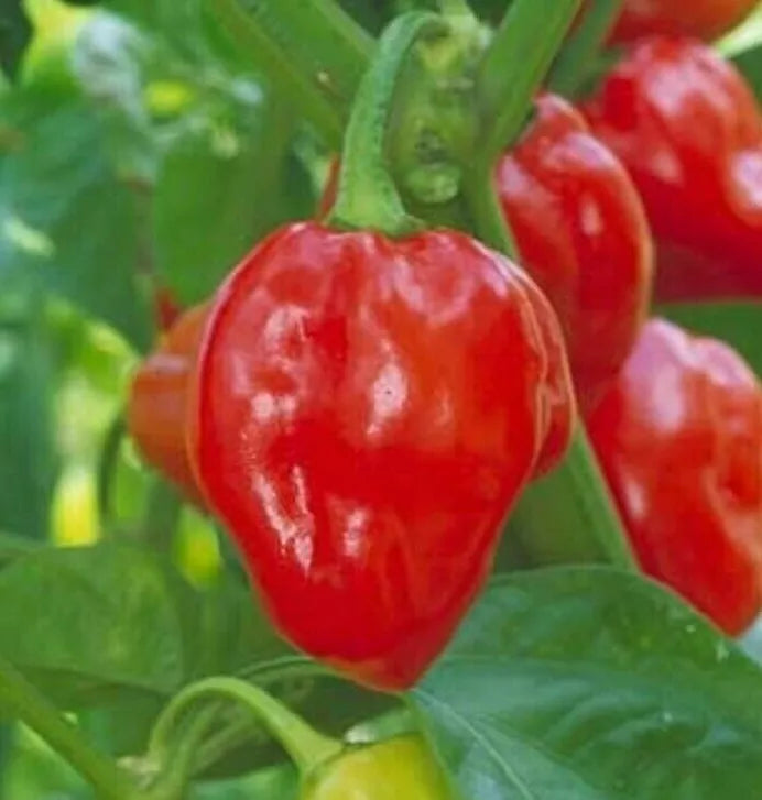 Red Habanero Pepper Seeds – Caribbean Variety, Non-GMO, Hot & Spicy, Capsicum chinense, 30+ Seeds for Garden & Container Growth