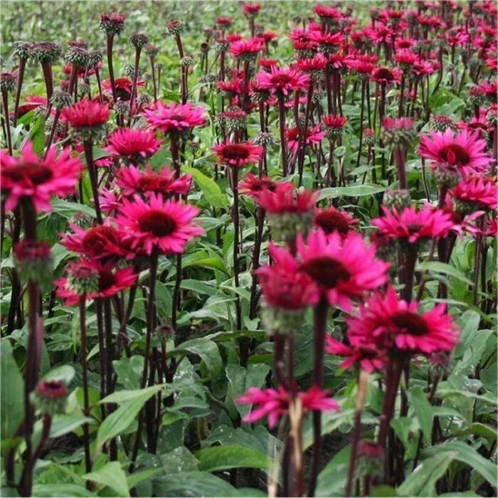 50 Fatal Attraction Coneflower Seeds | Echinacea purpurea Perennial Flowers | Non-GMO, Vibrant Purple Blooms, Butterfly & Bee Attractant, Drought-Tolerant, Pack of 50