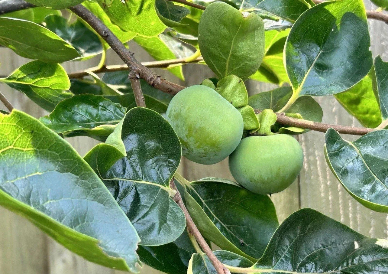 Japanese Fuyu Persimmon Tree Scions 6-8in for Rooting Grafting Diospyros kaki Fruit Tree