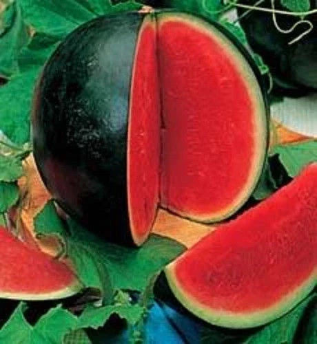 Bush Sugar Baby Watermelon Seeds - Compact Citrullus lanatus for Small Gardens, Juicy, Sweet Melons, Ready in 75-80 Days, Seed Pack