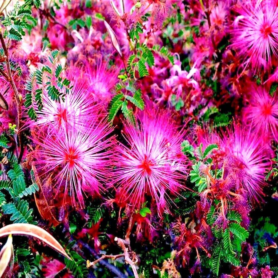 Pink Fairy Duster Tree Seeds - Rare Mesquitella eriophylla Flowering Drought-Tolerant Garden Seed for Xeriscaping and Pollinator Attraction
